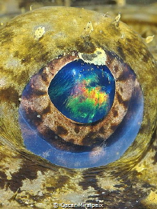 anglerfish eye by Oscar Miralpeix 